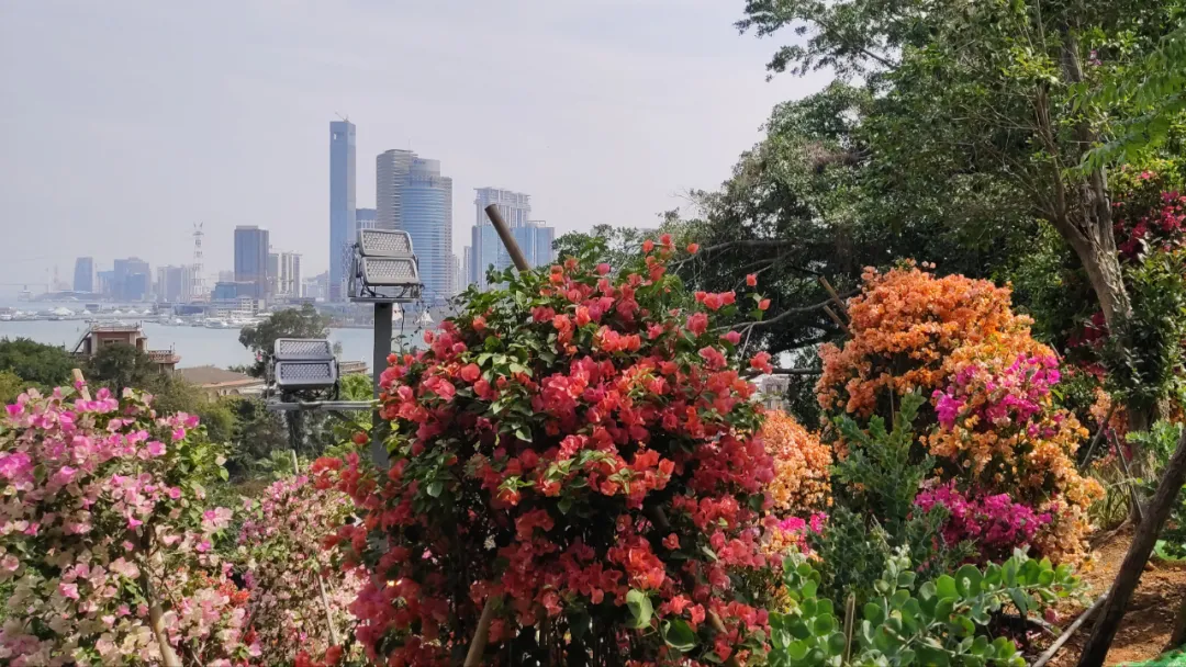 鼓浪屿花景惊艳“上新”,华丽蜕变春日绽放