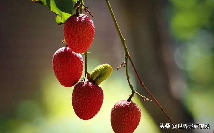 中国最好吃的荔枝在哪？这4个省份都盛产荔枝，难分上下