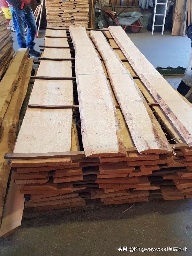 「德国金威木业」捷克榉木原木，榉木毛边板16-65mm
