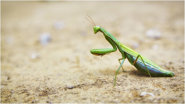 螳螂灵敏好斗，捕食时所用时间仅有0.01秒，可捕食40余种害虫
