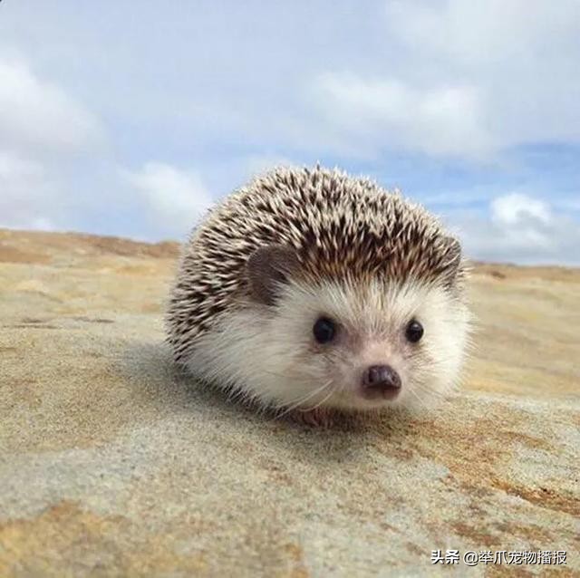 雖然貓狗是寵物界的王牌，但這些寵物，才是最適合做寵物