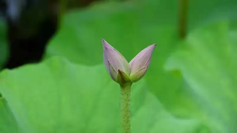 花开并蒂!济南大明湖发现“并蒂莲”