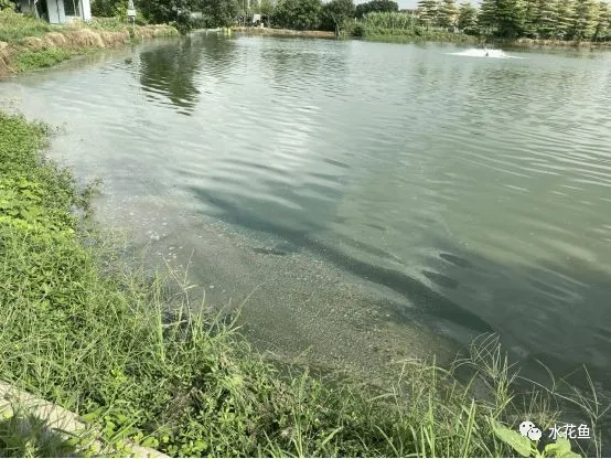 魚類“白露瘟”及其應對措施:“白露劫”并不怕!“渡劫”并不難