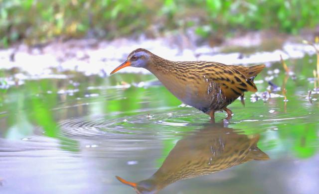 全球唯一白色大熊貓現身，沒有黑眼圈，消失多年物種也不斷出現