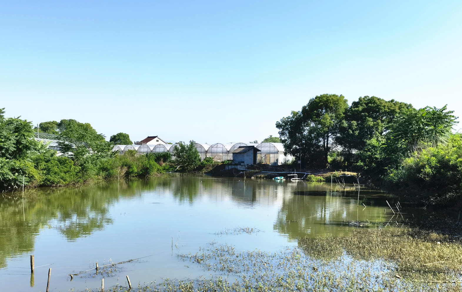 陈正鸣打造生态农业园：绽放“浙江最美赏花胜地”风采