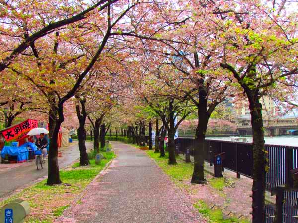 日本琦玉助威北京国安足球队亚冠赛（图）