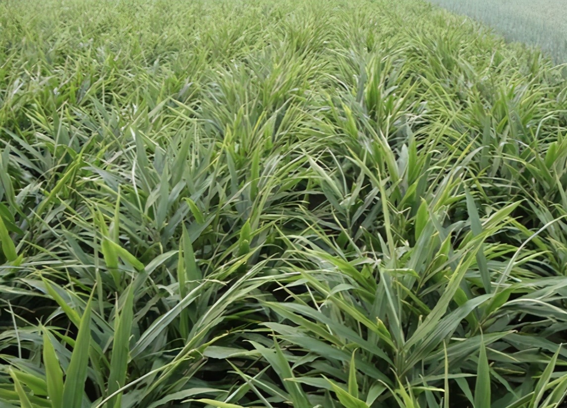 给你一套种植生姜的方法 让你有个非常好的收益 乡村小华168 Mdeditor