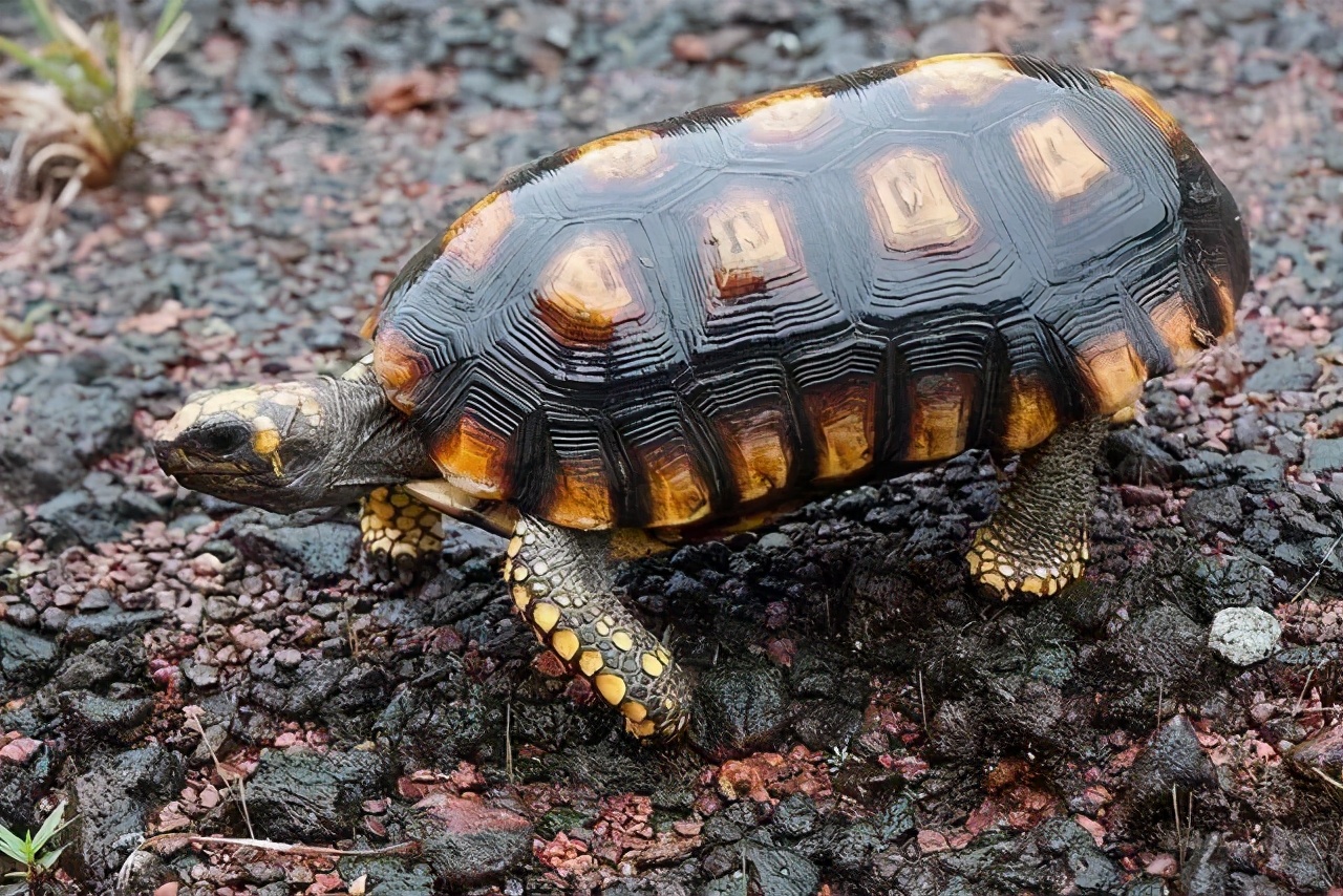 缅甸陆龟-云南野生珍稀动物-图片