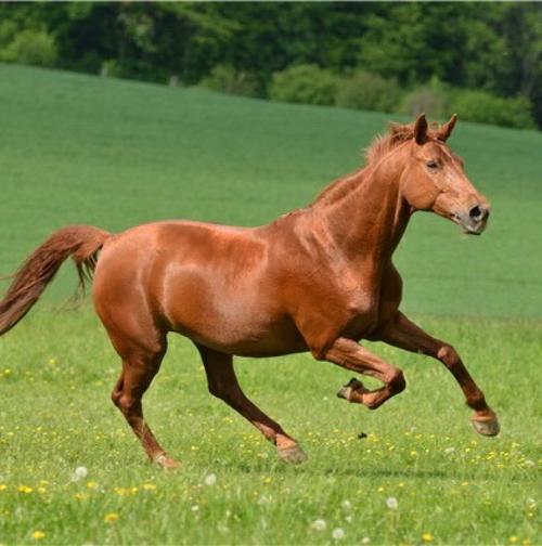 粟裕率部队打了胜仗，将缴获的宝刀宝马送给陈