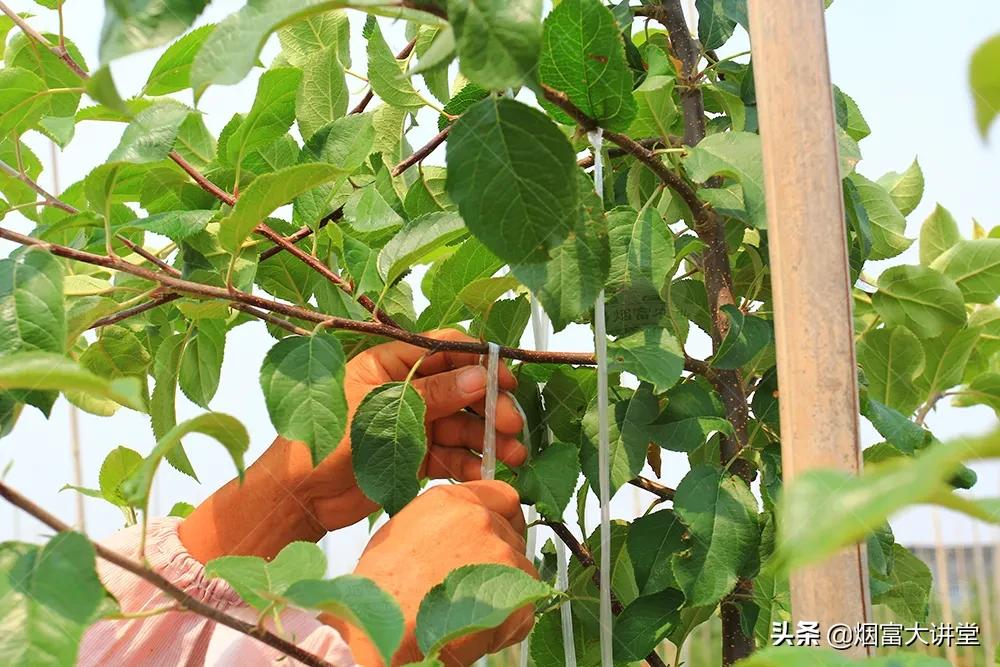 七月苹果幼树管理:促控结合实现早丰产、早结果