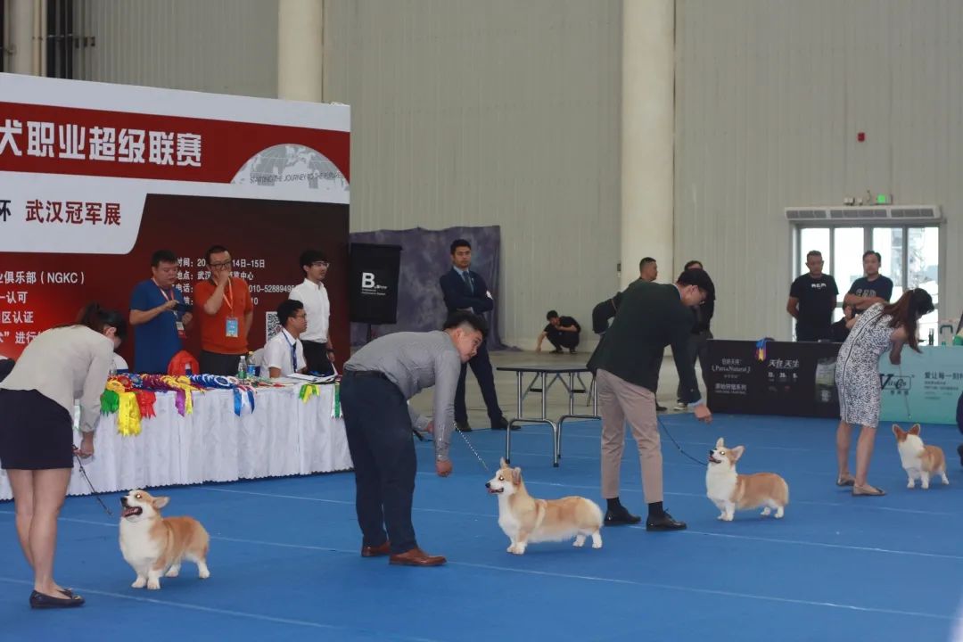 迎接华中地区高光时刻，9月18日CPF武汉宠物展带你走进宠力新时代