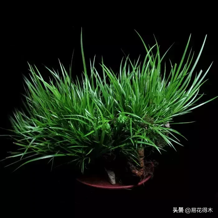 香苗菖蒲其实就是茴香菖蒲