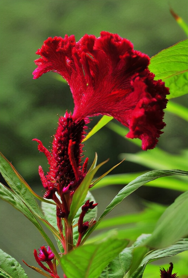 开作秋花取意妍，十二首秋花诗词，在诗词中欣赏那些秋天美丽的花