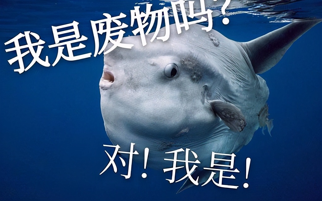 世界上最傻動物翻車魚，完全沒有自保能力，被海豹吃掉也無動于衷