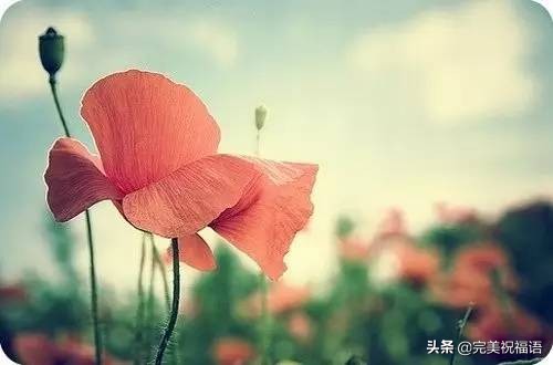 送给朋友最美的祝福图片