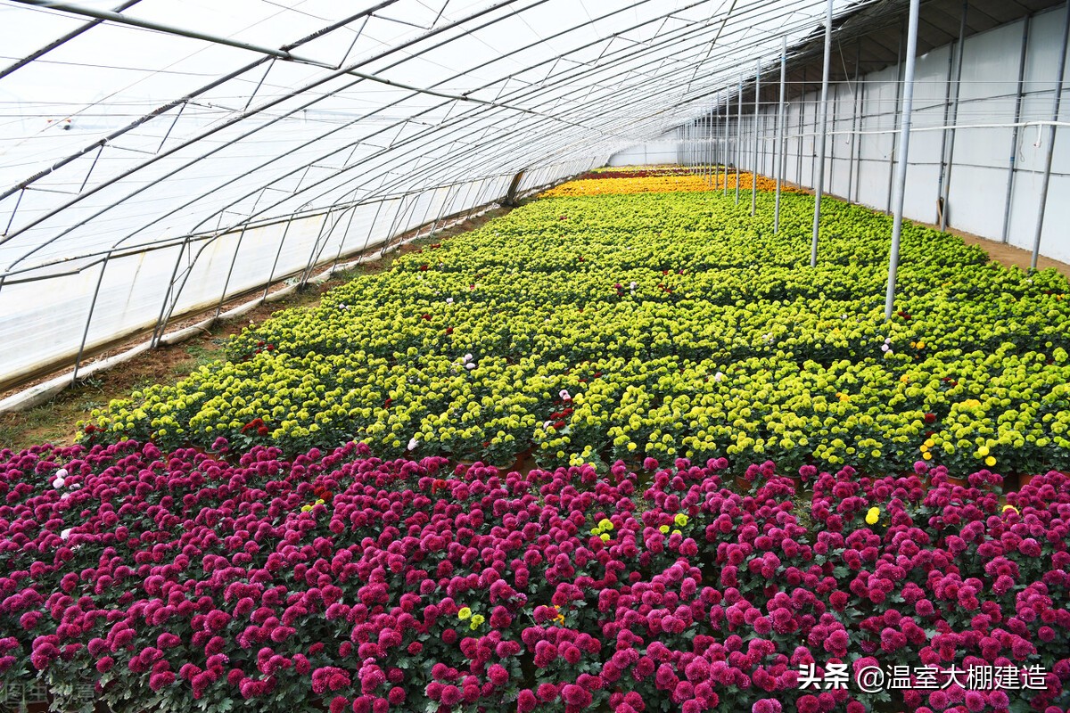 温室大棚蔬菜种植的几大误区 你知道多少 智能温室 玻璃温室 大棚造价 薄膜温室大棚 连栋温室大棚 蔬菜大棚 无土栽培蔬菜大棚 温室大棚 日光温室大棚 温室大棚厂家