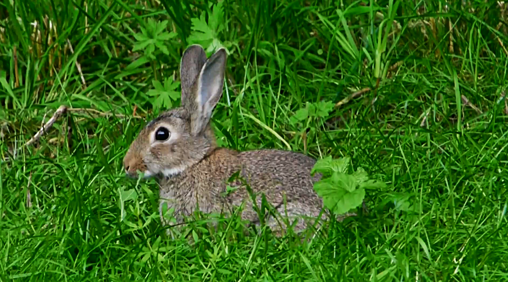 家兔和野兔有什麼區別？家兔要如何才能變成野兔？_星空起源- MdEditor