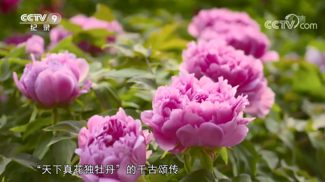 原来“花”也是一种对话，这部纪录片如何记录