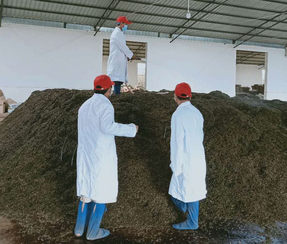 追踪报道｜普洱茶每次翻堆的背后，究竟是品质升华还是工艺需求？