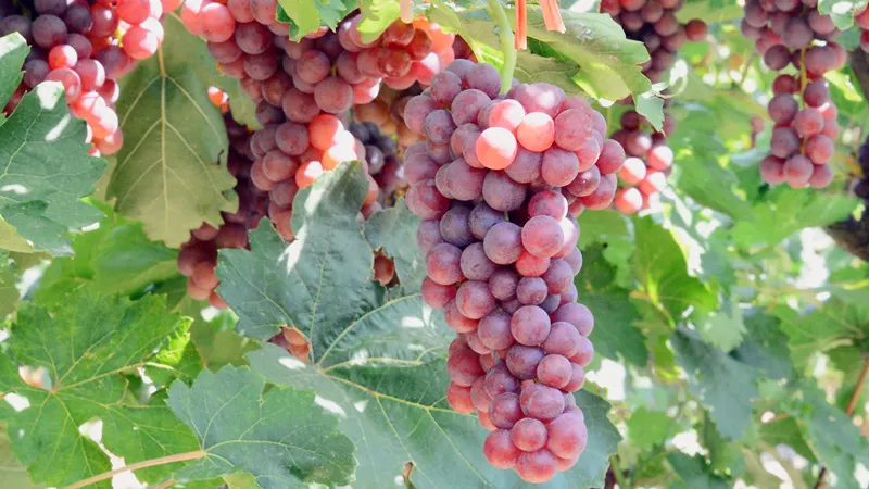 六十二团弗雷葡萄抢鲜上市