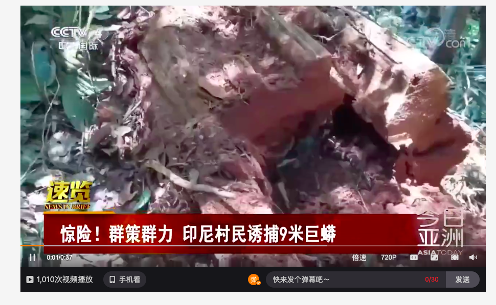 东南亚地区发现9米巨蟒，世界上最大的蛇有多长？人被吞下怎么办