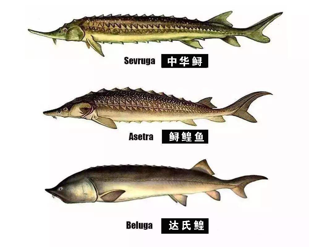 长江每天将鱼冲入大海，淡水鱼在海中无法存活，这些鱼都去哪了？