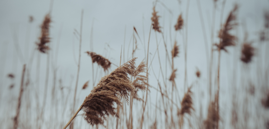 2021，建议你厚脸皮地活着