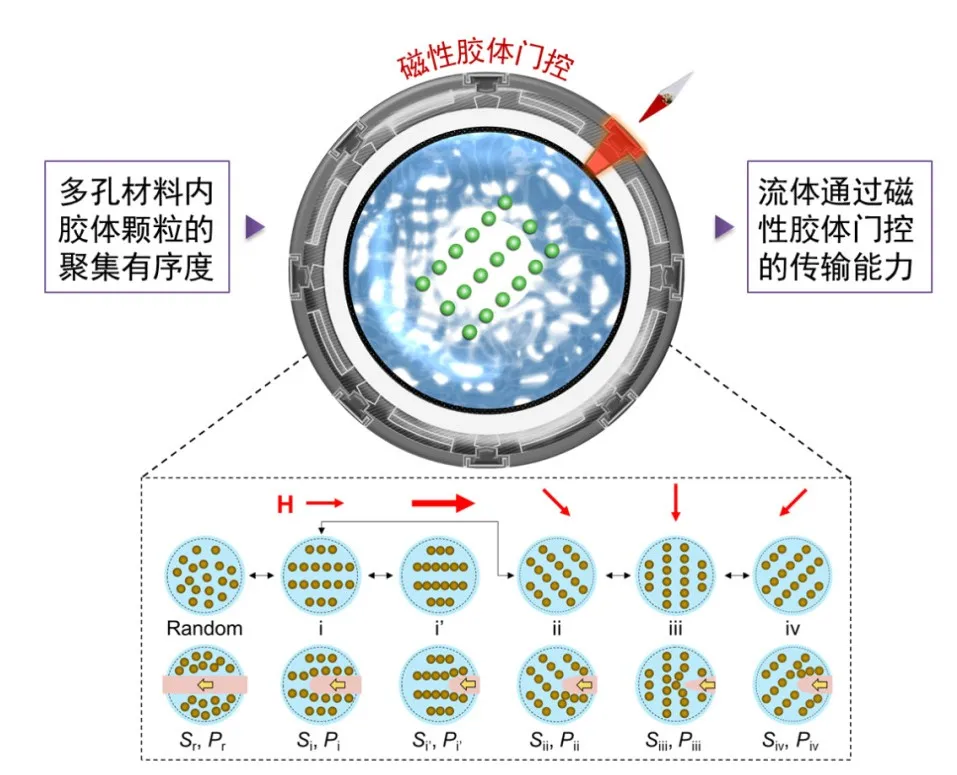 磁性膠體門控：微流控、藥物釋放、化學反應控製都能用