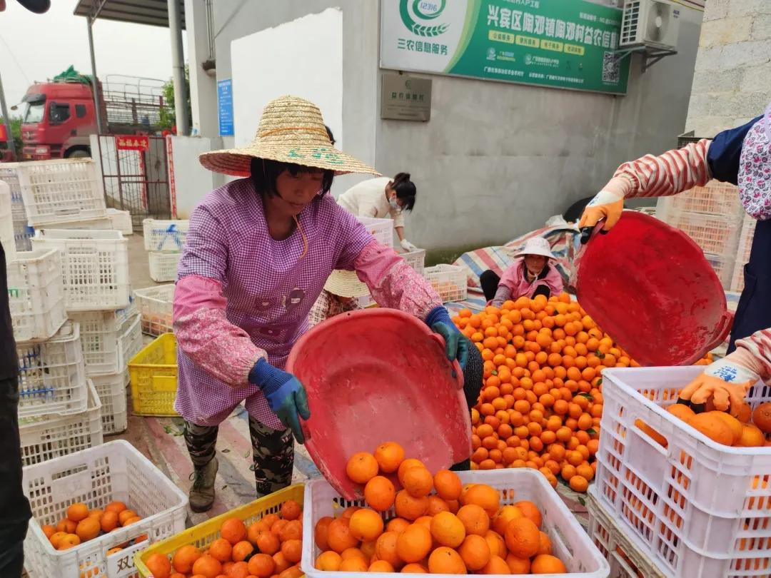 ������ɫ�ָ̣�����������԰��ֱ������������