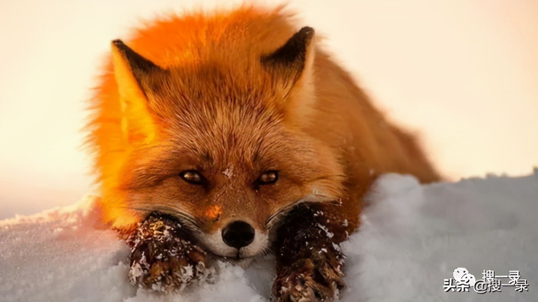 青丘女帝 狐狸大仙的起源 搜一录 Mdeditor