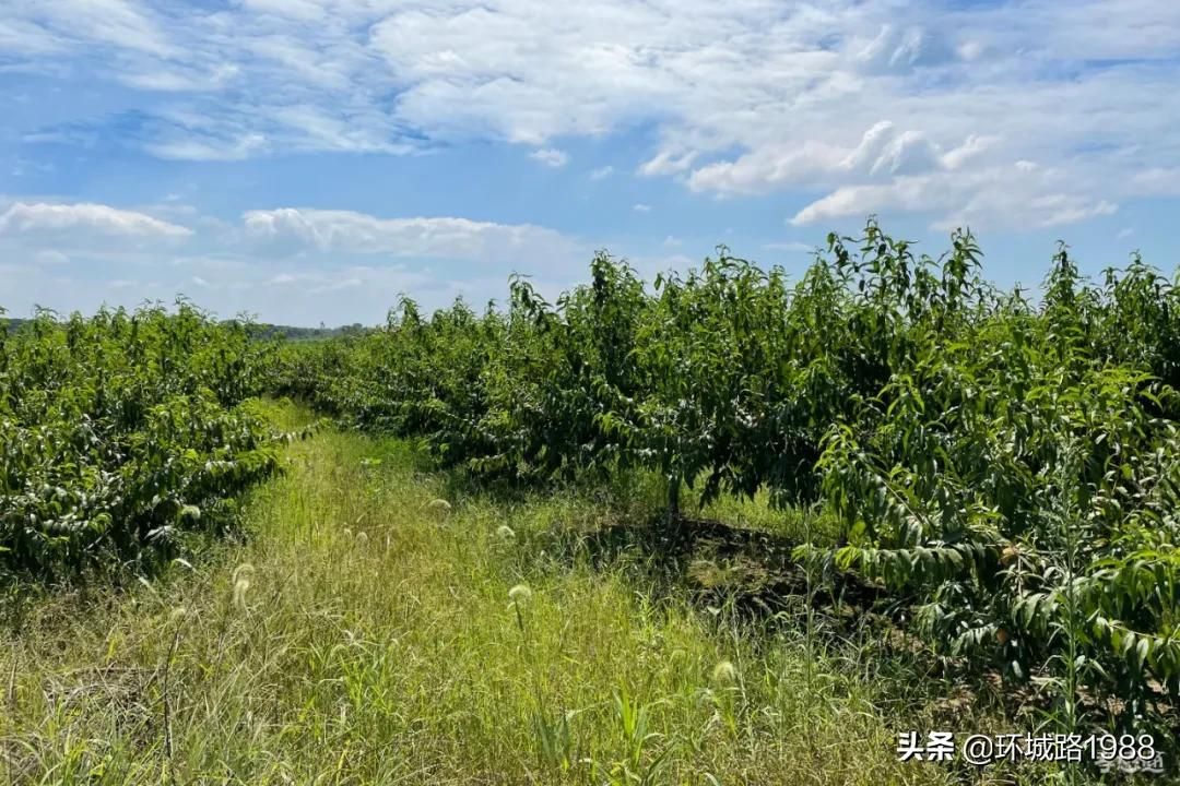 这里是,杨店