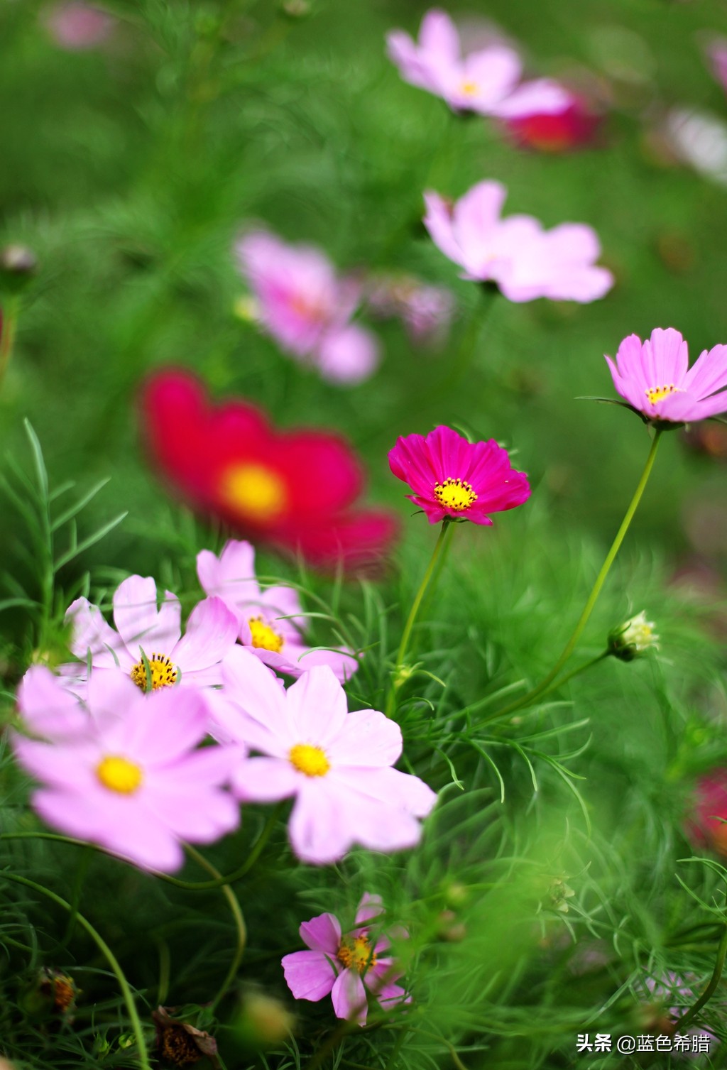 波斯菊图片和格桑花(波斯菊图片和格桑花的区别)