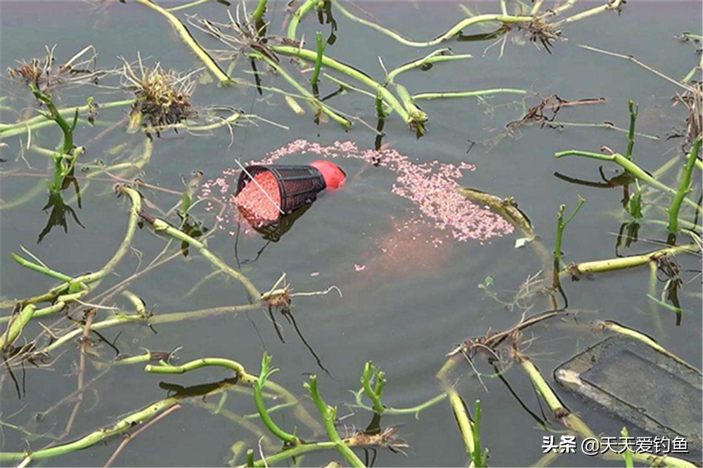 早春钓大鲫鱼的4要原则，早春不是鱼不好钓，是你不会钓