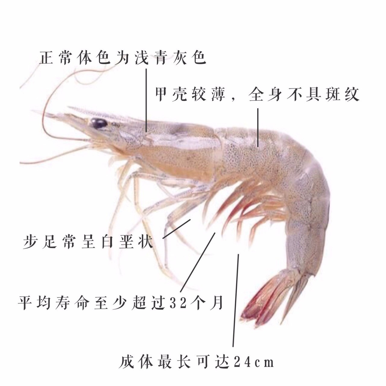 听一位对虾养殖多年的人聊一聊养殖对虾应该注意的事项