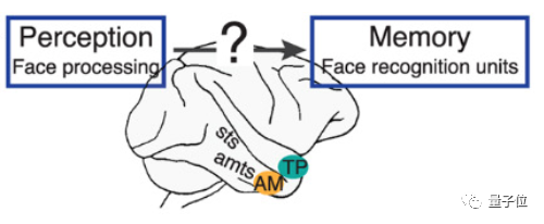 “好像在哪见过你”现在有了科学解释，一群脑细胞帮你回忆那张脸