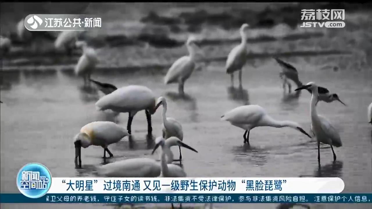 “大明星”过境南通！又见一级野生保护动物黑脸琵鹭