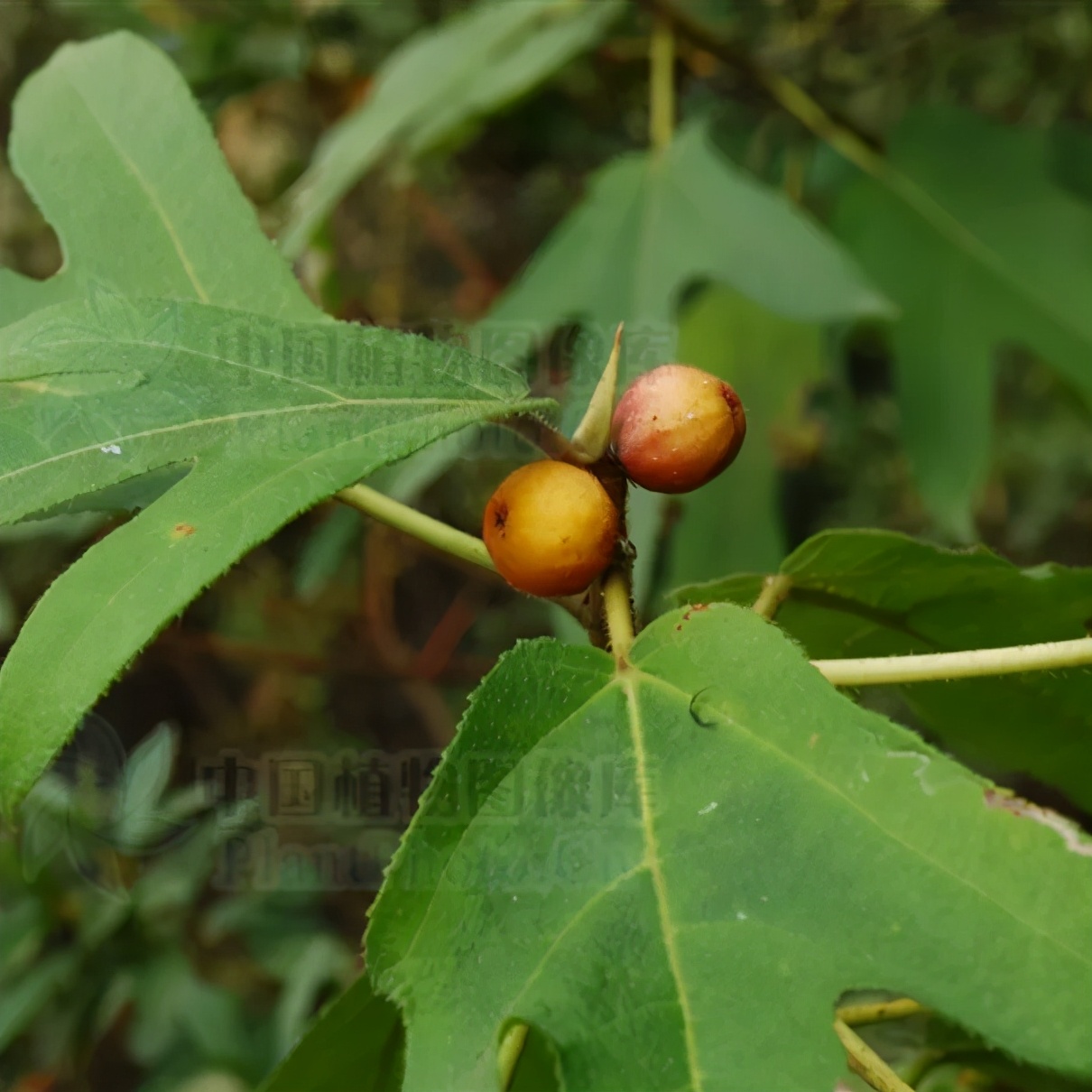 五指毛桃图片_植物根茎的五指毛桃图片大全 - 花卉网