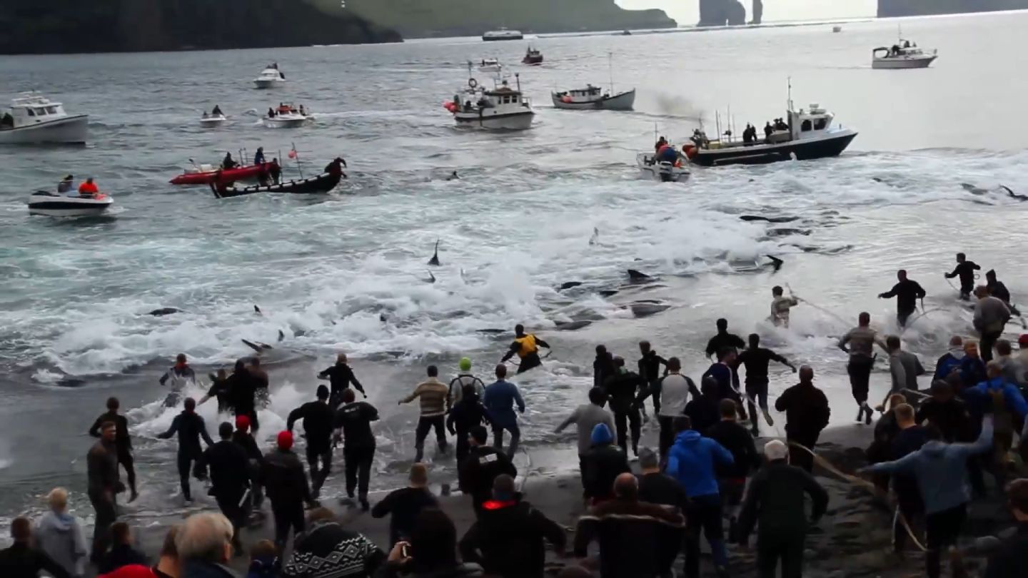 法罗群岛的“屠杀”，领航鲸被诱惑到岸边，海边的男人一刀终结