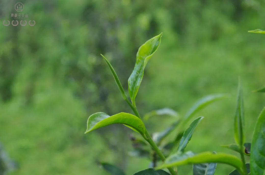 布朗山的茶，有什么特点？