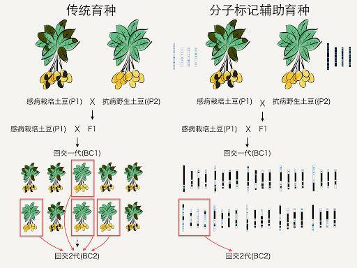 動(dòng)物回交是怎么回事，有風(fēng)險(xiǎn)嗎？為什么人類(lèi)要讓動(dòng)物回交？