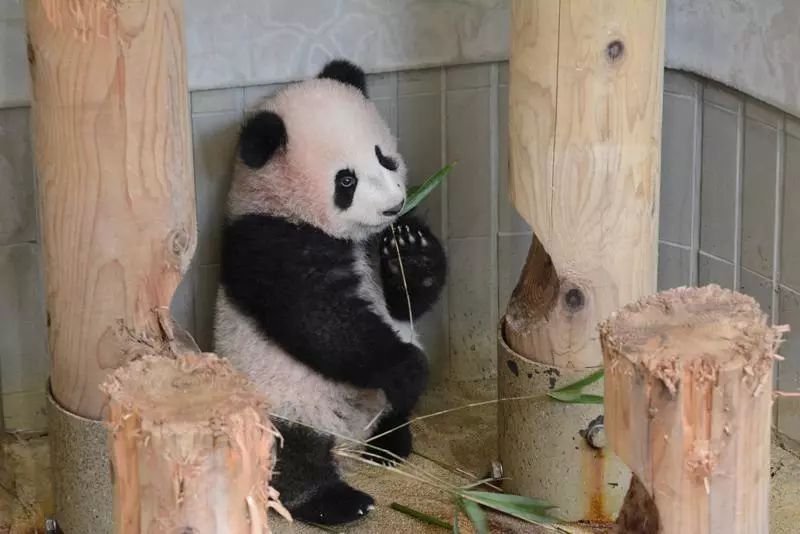 租借大熊猫每年每只100万美元，租期10年，最后，