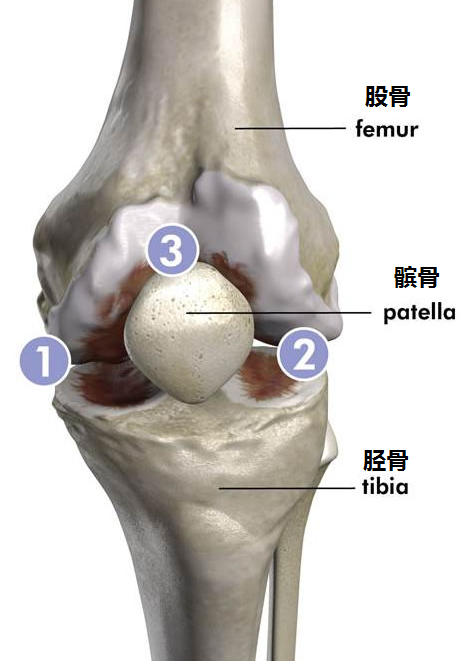 膝关节系列科普-----膝关节的基本结构