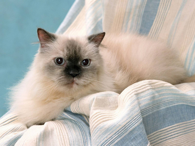 地球上10大最美的猫咪，布偶猫和金吉拉领衔，有你喜欢的吗？
