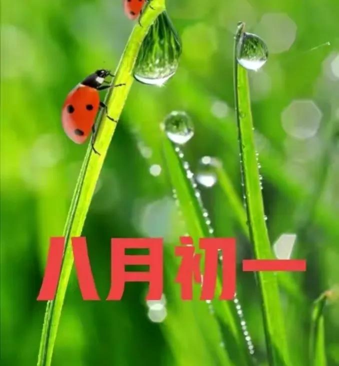 今年白露不一般，八月初一恰逢白露节，有啥说法？看老祖宗怎么说