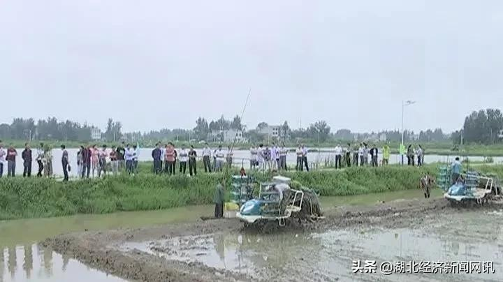 湖北云梦:虾稻共作 逐梦田园