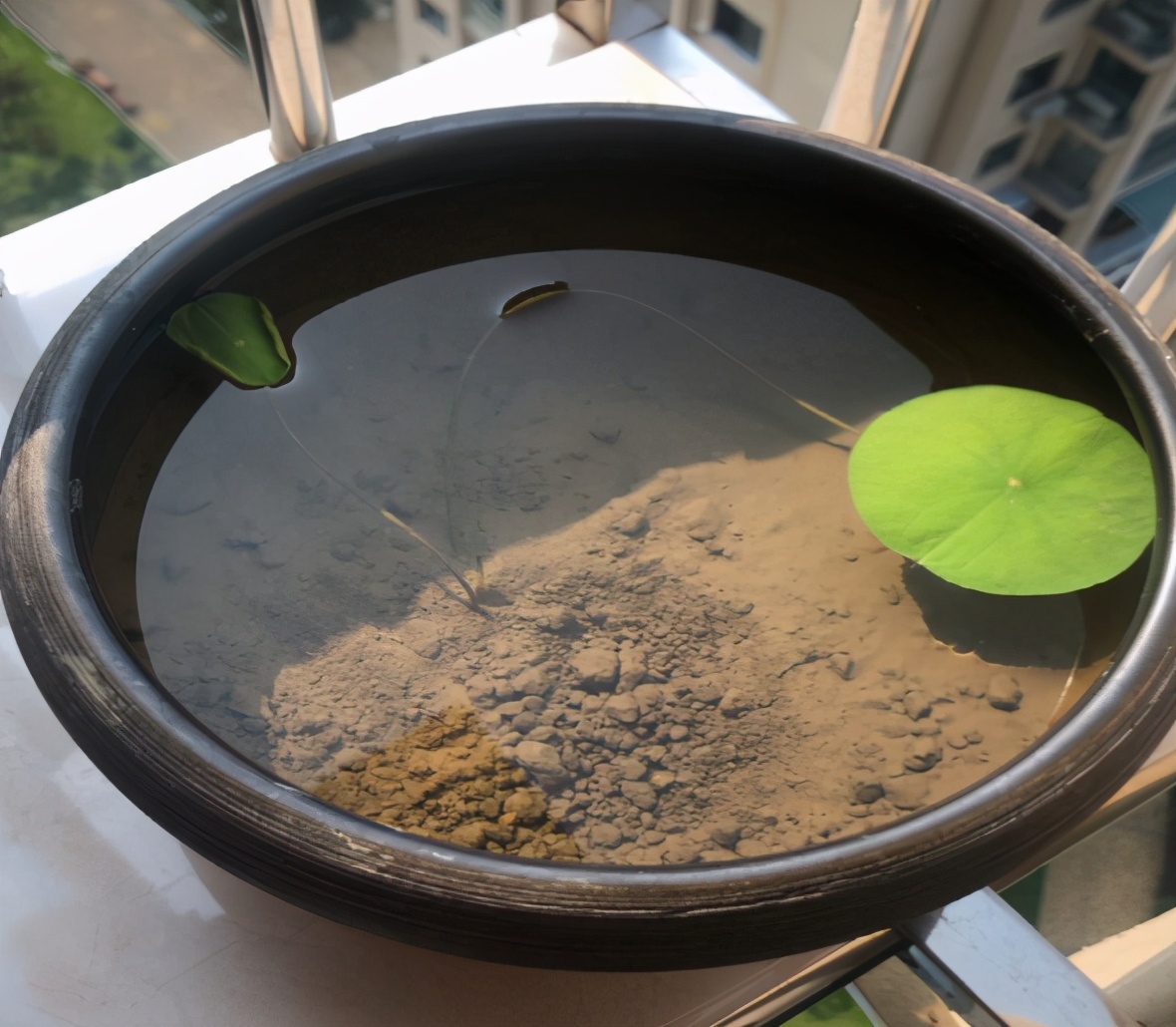 純水養花長不大，加點泥巴土，長滿新葉子