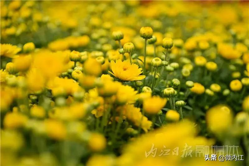 美滴很!内江换上“国庆限定皮肤”——