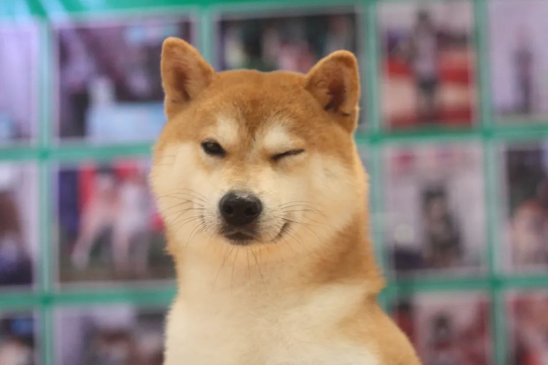11月西部重庆展大放异彩!规模翻倍增长,开启西部宠物行业新纪元