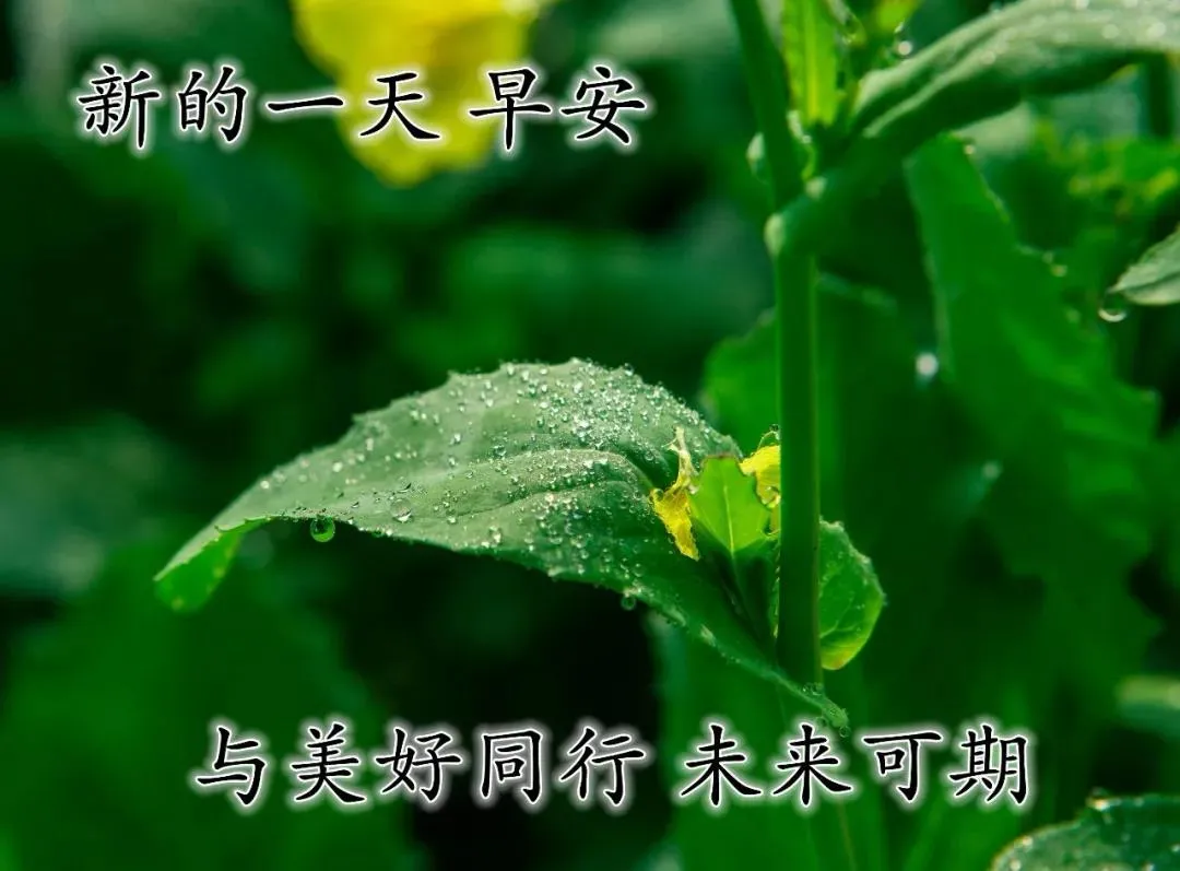 早上好表情动态 祝福语问候语 图片