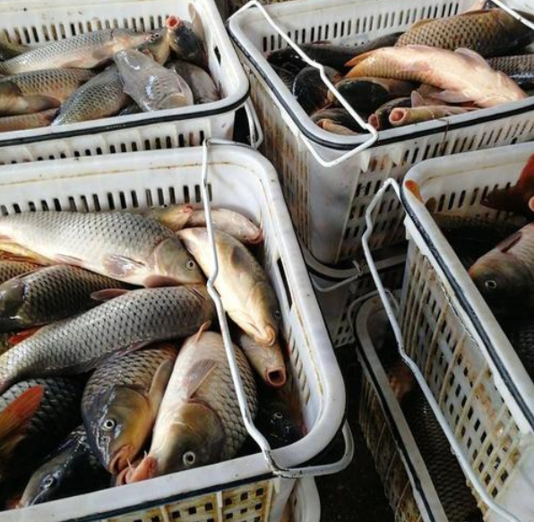 北京曝光：鲤鱼、梭子蟹全被查出大问题，大家实在受不了